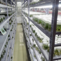 高效节能组培架培养架