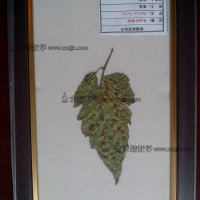常用切片，植物腊叶标本，植物病理腊叶标本