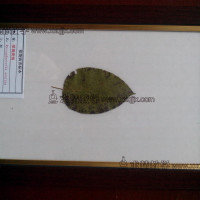 常用切片标本，腊叶标本，浸制标本