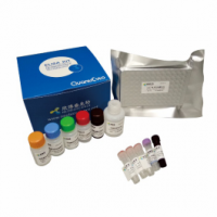 Mouse TNF-α ELISA kit（小鼠肿瘤坏死因子