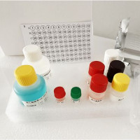 兔N端前脑钠素(NT-proBNP)酶联免疫(Elisa)试