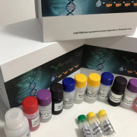 人醛脱氢酶1家族成员B1（ALDH1B1）ELISA试剂盒