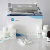 Rabbit MMP-3 (Matrix Metallopr