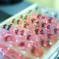 兔子白介素1β（IL-1β）ELISA试剂盒深圳子科供应