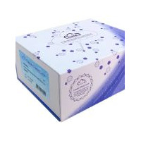 小鼠单核细胞趋化蛋白5(MCP5)检测试剂盒(酶联免疫吸附试