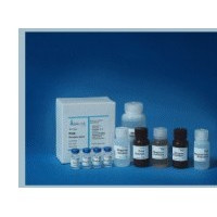 猪圆环病毒(PCV)核酸检测试剂盒