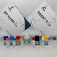 小鼠孕酮(P)ELISA
