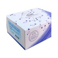 小鼠乳脂球表皮生长因子8(MFGE8)检测试剂盒(酶联免疫吸