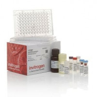 Invitrogen Human IL-2 Uncoated