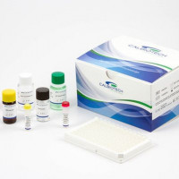 Neonatal G6PD ELISA / 新生儿6-磷酸葡