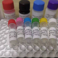 植物鸟氨酸脱羧酶(ODC)ELISA试剂盒