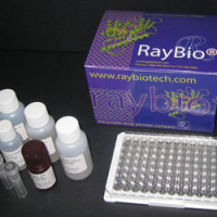 Custom Rat XIAP ELISA Kit