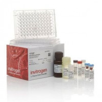 Invitrogen Human IFN gamma Unc