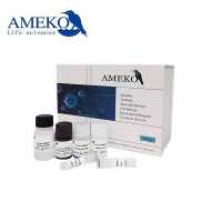 人β2糖蛋白1抗体IgM(β2-GP1 IgM)ELISA