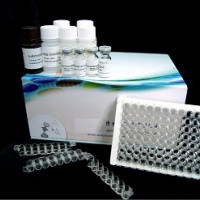 兔 T3 (Triiodothyronine) ELISA
