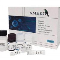 猪细小病毒抗体(CPV-Ab)ELISA Kit，AE937