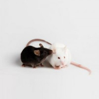 FcRn/Albumin双基因人源化小鼠