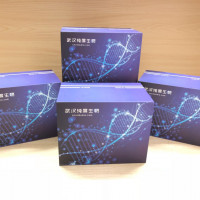 豚鼠骨保护素配体(OPGL)ELISA试剂盒