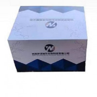 人巨噬细胞炎性蛋白2 MIP-2 ELISA试剂盒