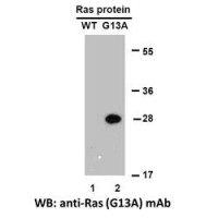 Ras(G13A)