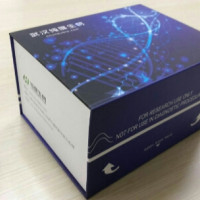 小鼠干扰素（IFN）ELISA试剂盒