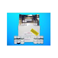 Nuclear inhibitor of protein p