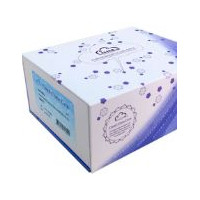 小鼠肿瘤坏死因子受体超家族成员5(CD40)检测试剂盒(酶联