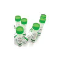 HSV-1 IgG ELISA Kit