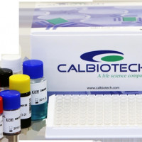 Triiodothyronine (T3) ELISA (M