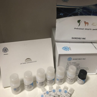 人热休克蛋白90（HSP-90）ELISA 试剂盒