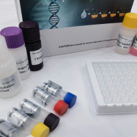 大鼠免疫球蛋白A1（IgA1）ELISA试剂盒
