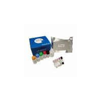 QuantiCyto® Human IFN-γ ELISA
