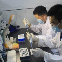 小鼠嗜酸粒细胞趋化蛋白Eotaxin 2(Eotaxin 2