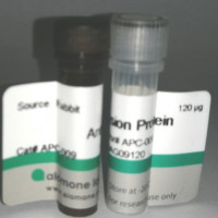 Anti-KV1.1 (KCNA1) Antibody AP