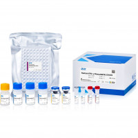 Human IFN-γ Precoated ELISA Ki