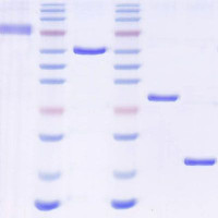 (RABV) Glycoprotein (G) ELISA