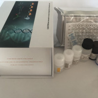 牛骨形成蛋白15（BMP15）elisa试剂盒