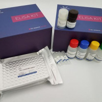 Pig TRF ELISA Kit/猪转铁蛋白 ELISA