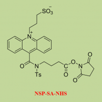 吖-啶盐（NSP-SA-NHS）