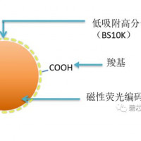 二代羧基磁性荧光编码微球