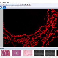 生物显微图像分析软件KOSTER IMAGE SUITE