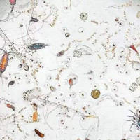 微生物多样性分析软件