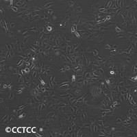 犬肾细胞(MDCK(NBL-2))（国家细胞资源库供应）CC