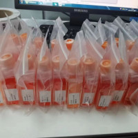 EMT6小鼠乳腺癌细胞（附鉴定报告）