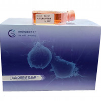 大鼠心肌成纤维细胞/免疫荧光鉴定/镜像绮点（Cellvers