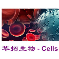 ATCC DSMZ ECACC 武大 中国科学院细胞现货供应