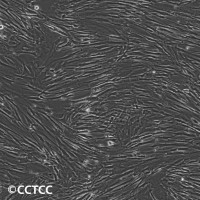 人肺二倍体细胞(MRC-5)（国家细胞资源库供应）CCTCC