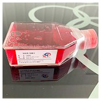 4T1小鼠乳腺癌细胞