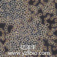 SP2/0小鼠骨髓瘤细胞
