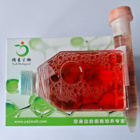 原代细胞人肾癌组织源细胞价格